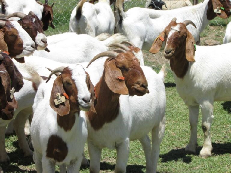 boer goat
