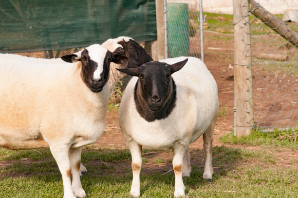 dorper sheep