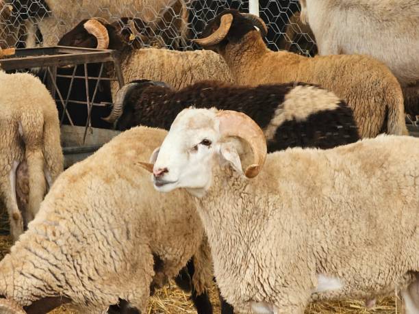 sheep1