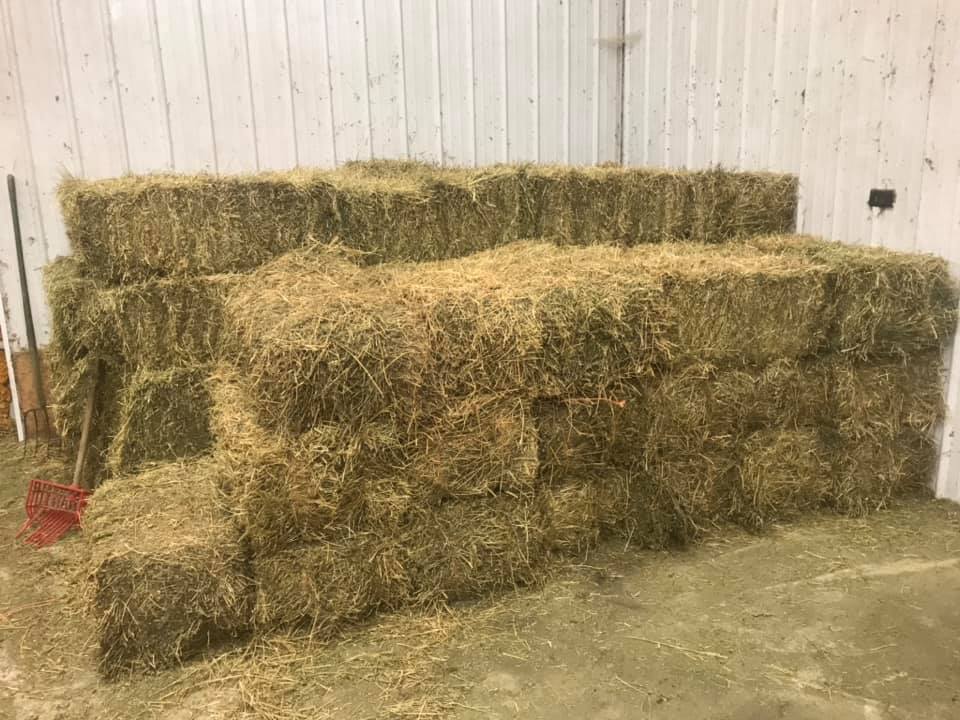 Alfalfa Hay Timothy 1