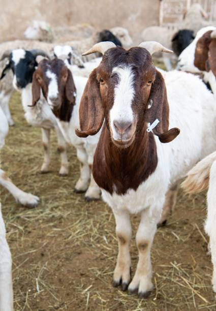 a herd of boer goats standing on a sun drenched, dirt covered field
