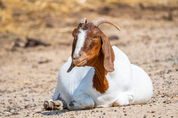 Boer Goat3
