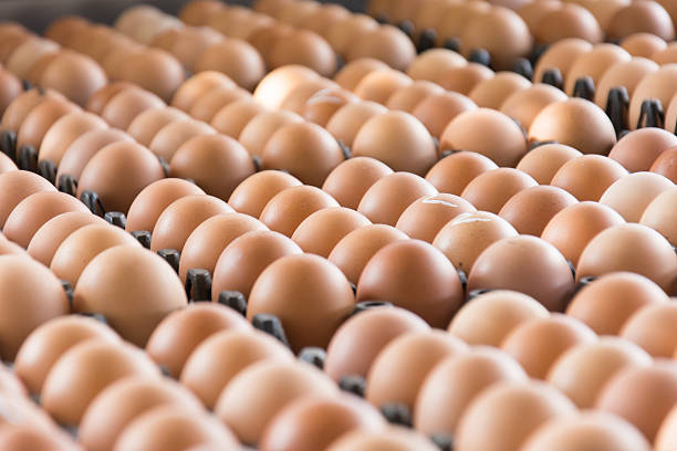 Eggs2
