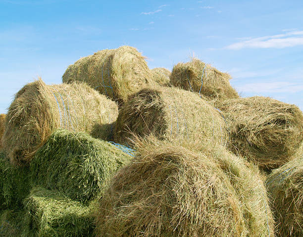 Eragrostis Hay
