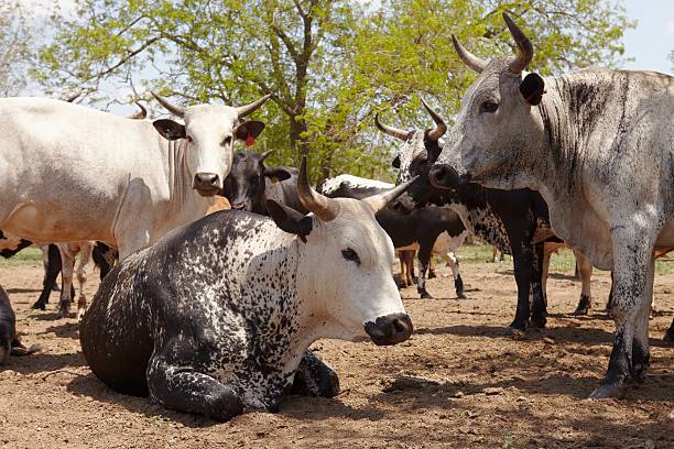 Nguni Cattle