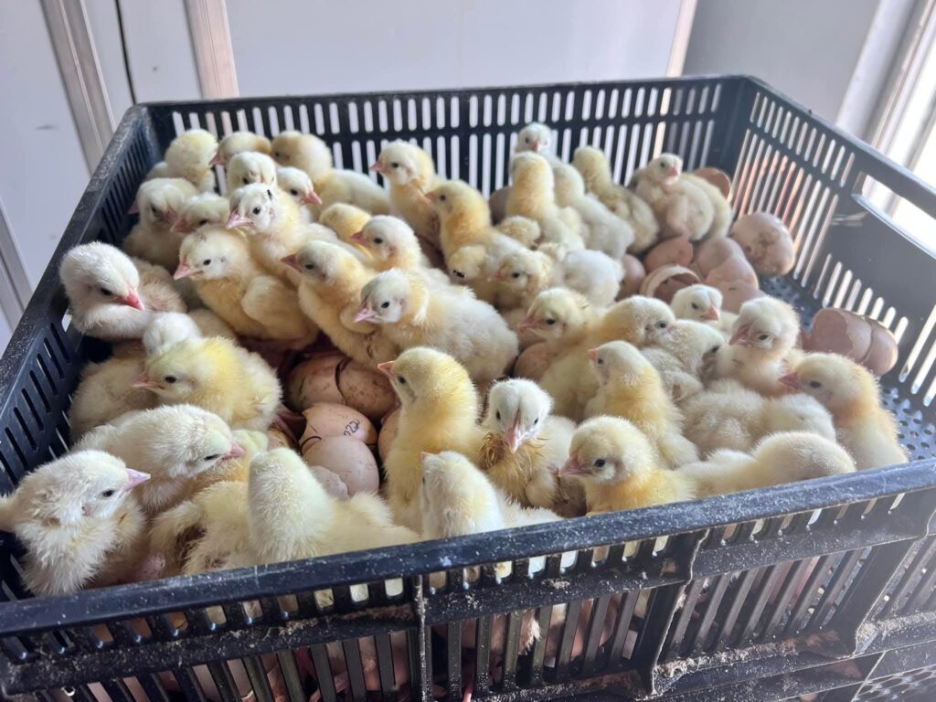 Ross 308 Day Old Chicks2 1024x768