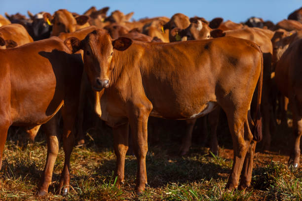 Bonsmara Cattle3