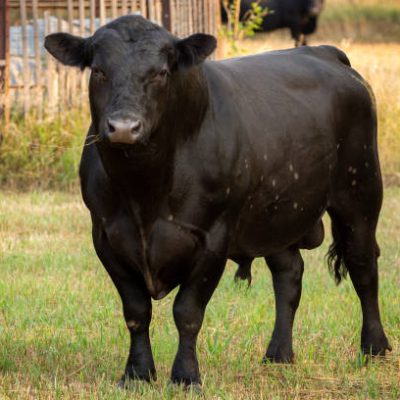 black angus bull standing in the pasture