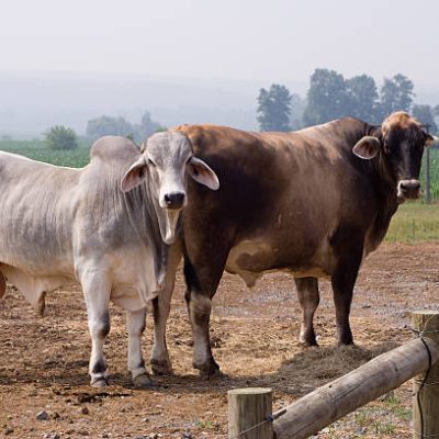 Brahman Cattle Rlc4gz2os5x0db5pfqrcvvgd2ed56jy0ybtgz52h0g