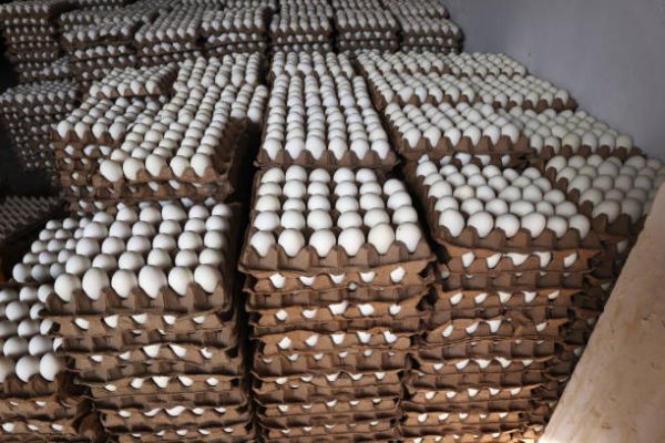 Eggs5 Rldo2wq905ynu2vep9mx14y4xklur6ymflny8mokv4