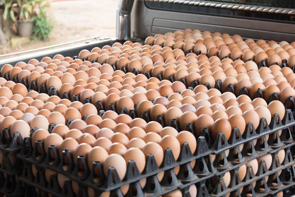 Eggs6 Rldo2s121zs88128gpls6o4tyn90opfyqyeiu8vjq8