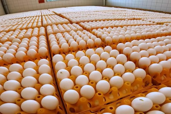 eggs7