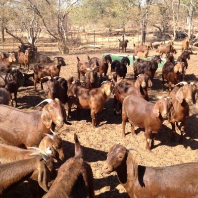 Kalahari Goats1 Rlc2tmjj9qo9bnd4zl8cyclmtkvu6jc54kyt572bvk