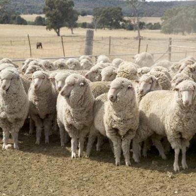 a flock of sheep in a holding yard in australia.