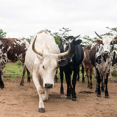nuguni cattle in the veld on the ranch indigenous to south africa