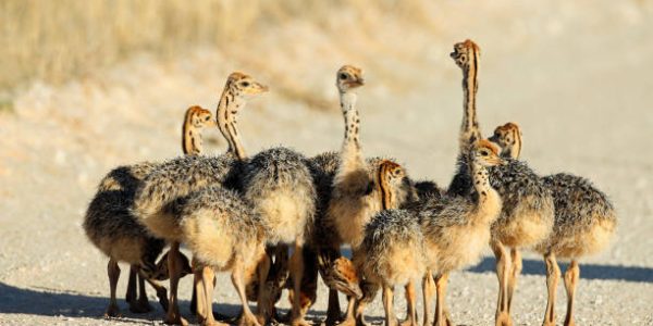 ostrich chicks1