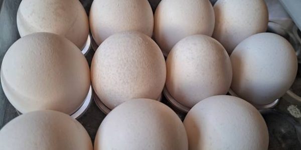 Ostrich Eggs2 Rldpnfqu0hbvl9f5a4lqy9l2mxjbe0eb9wkc7qc9mg