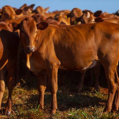 Bonsmara Cattle3 Rld5wtr8tr0wjpbsxcyfaqxaf2z0pstplksot2leow